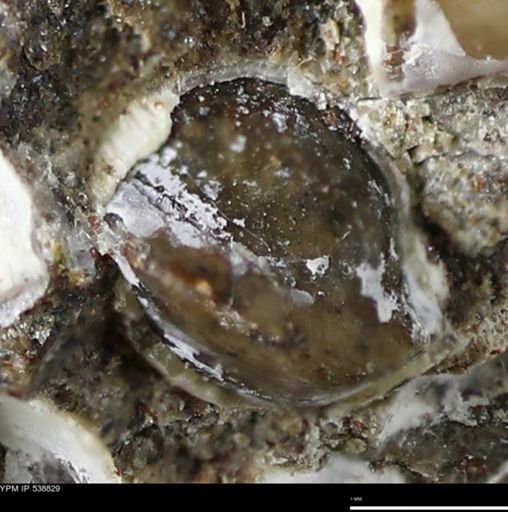 Corbulamella gregaria