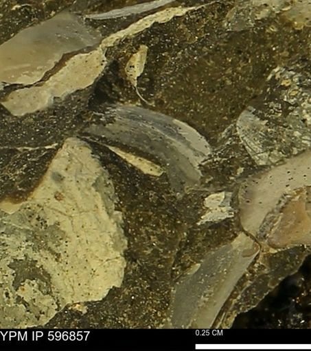 undet. Bivalvia