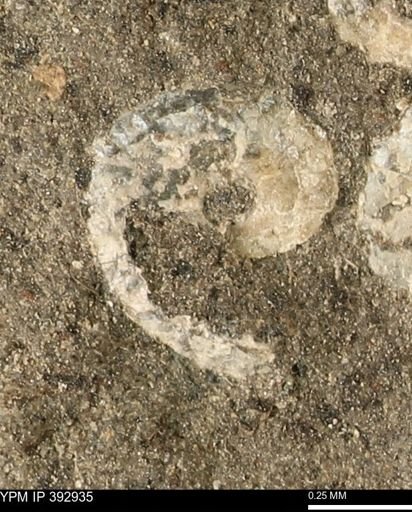 Scaphites sp.