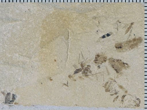 undet. Mycetophilidae