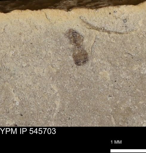 undet. Hymenoptera
