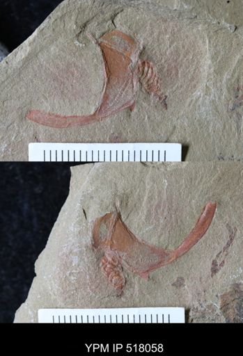 Thoralicystis sp.