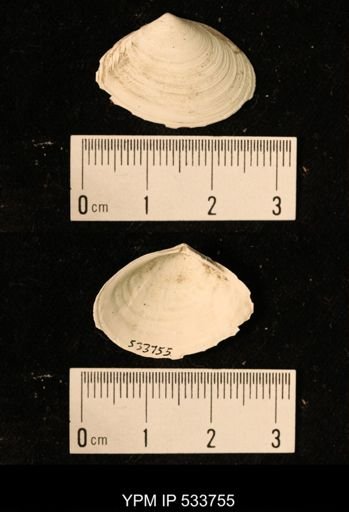 Tellina sp.