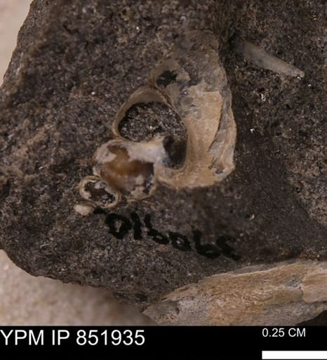 Gastropoda