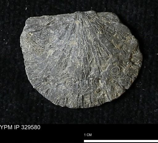 Stropheodonta demissa