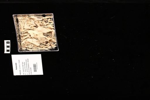 Prionotus evolans