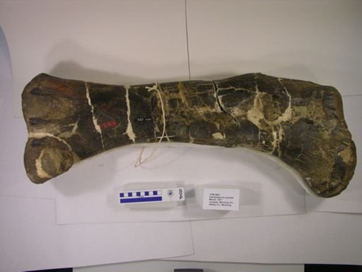 Camarasaurus grandis