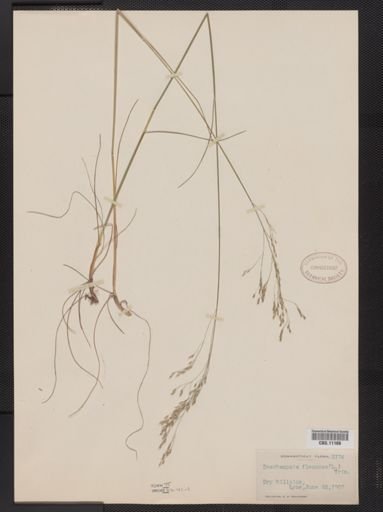 Deschampsia flexuosa