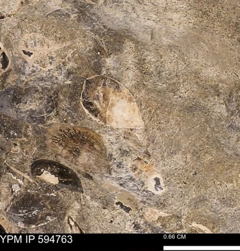 Protocardia sp.