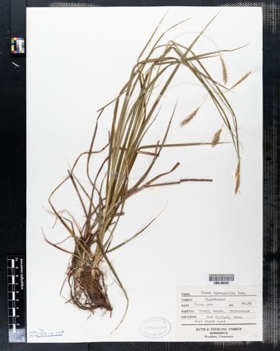 Carex sprengelii