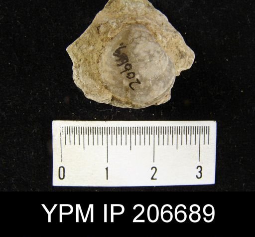 Composita ovata