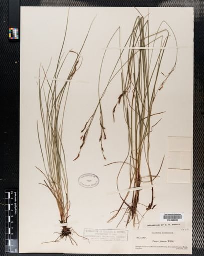 Carex