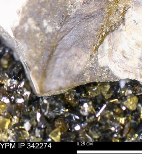 undet. Mollusca