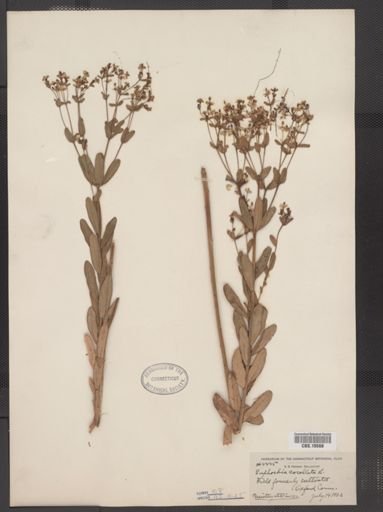 Euphorbia corollata