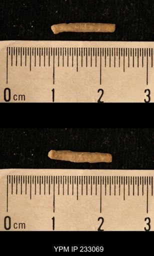 Archaeocidaris sp.