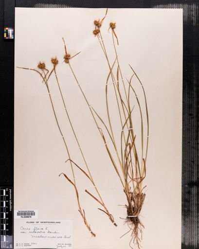 Carex flava