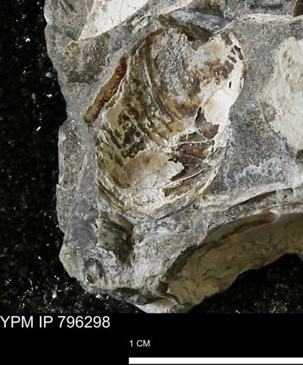 undet. Bivalvia