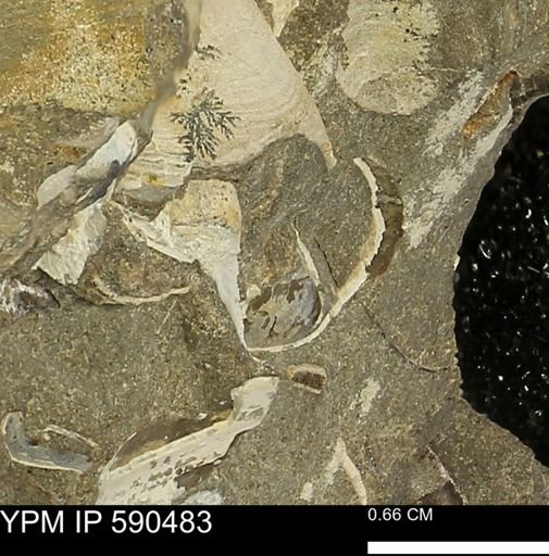 undet. Mollusca