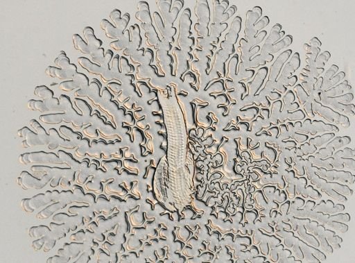 Campeloma geniculum