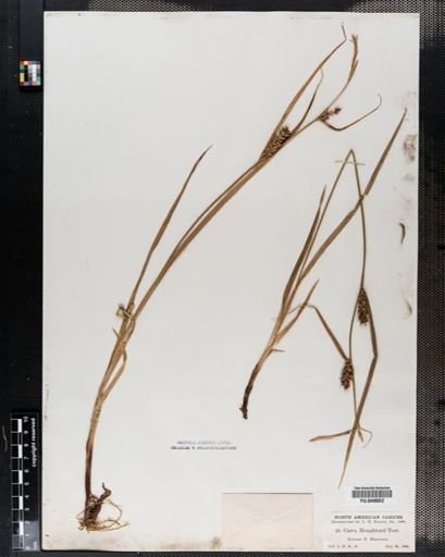 Carex houghtonii