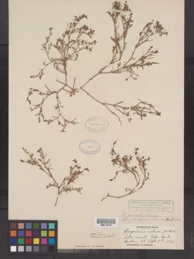 Spergularia marina