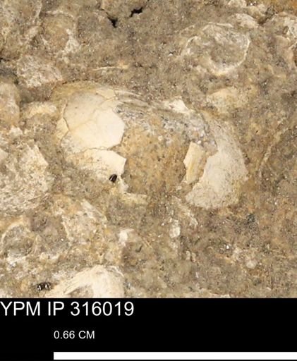 undet. Mollusca