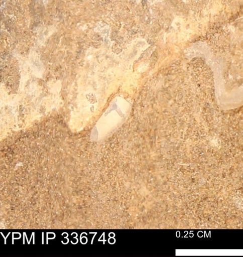 undet. Bivalvia