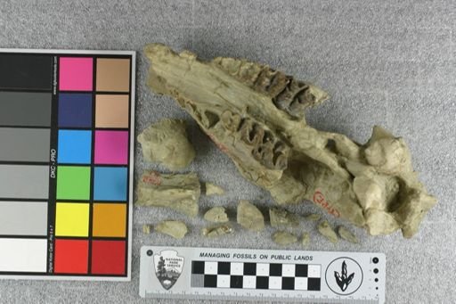 Elomeryx mitis
