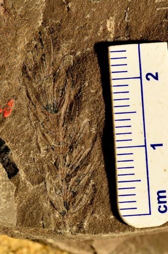 Asterophyllites sp.