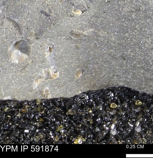 Serpulidae