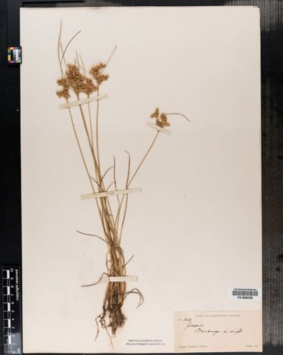Juncus tenuis