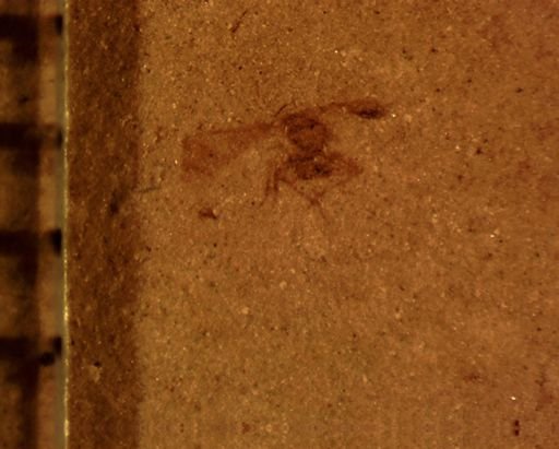 Diptera?