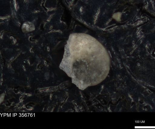 undet. Foraminiferida