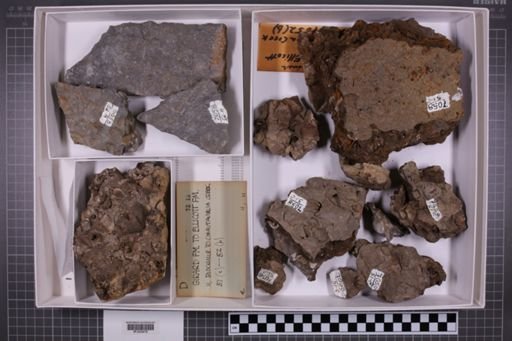 mixed taxa, stratigraphic collection