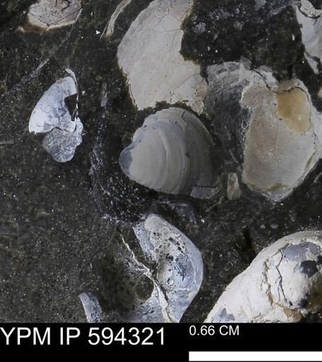 undet. Bivalvia