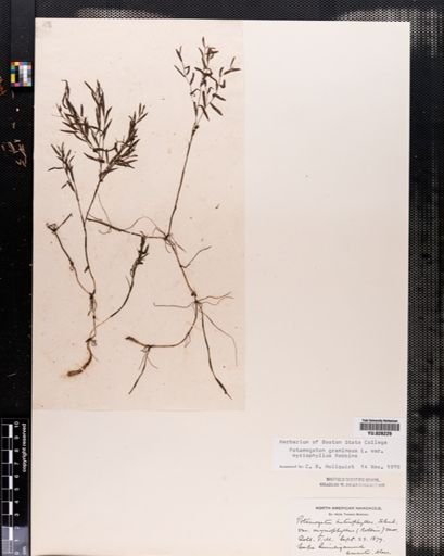 Plantae