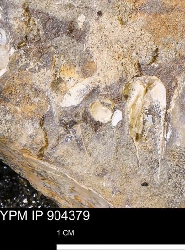 undet. Mollusca