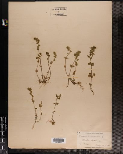 Plantae