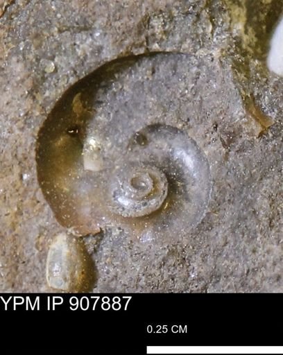 undet. Mollusca