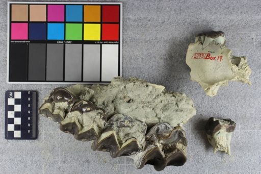 Brontotherium?