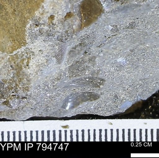undet. Bivalvia