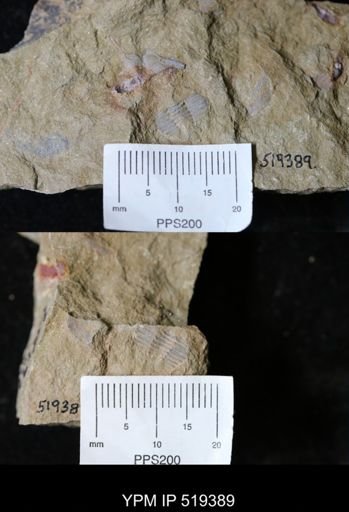Ampyx sp.