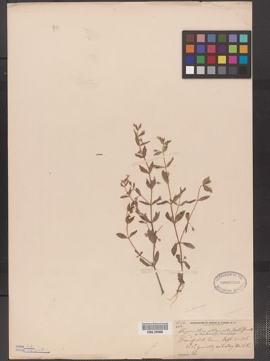 Lindernia dubia
