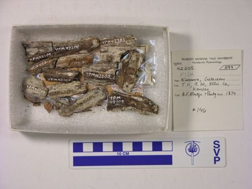 Cimolichthys sp.