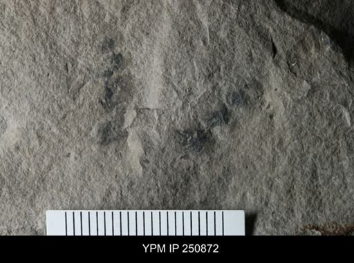 undet. Gastropoda