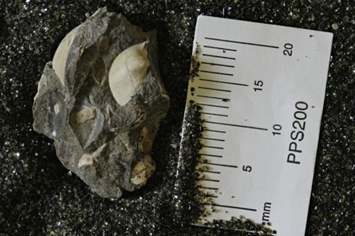 Protocardia