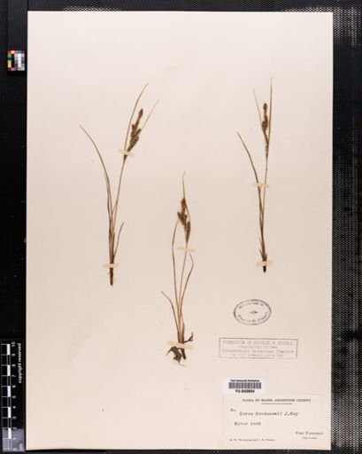Carex nigra