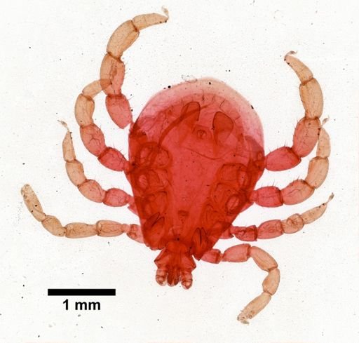 Rhipicephalus texanus
