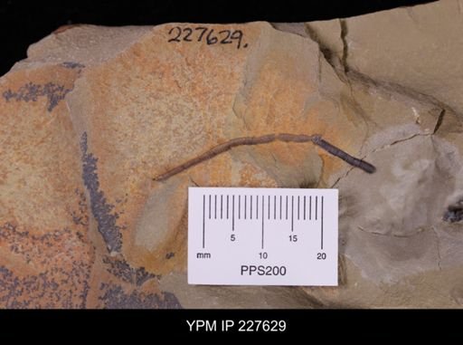 Ichnofossil