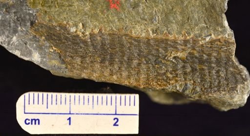 Colpodexylon deatsii